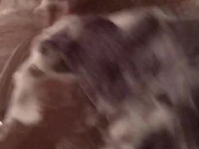 Sexy Black Bodybuilder Shower - After Chestdsy