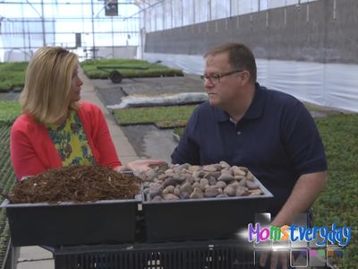 Stone Mulch vs Shredded Bark Mulch