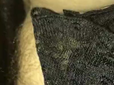 Raven again! (Laurel) BACKPAGE