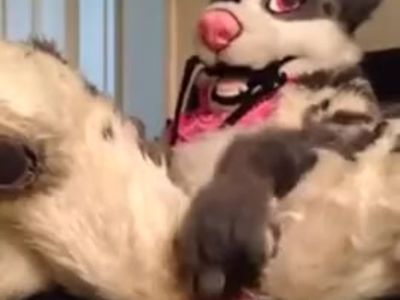 Cute fursuiter plays with herself