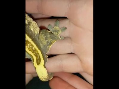 Pinstripe Crested Gecko