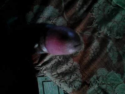 stroking my big black dick